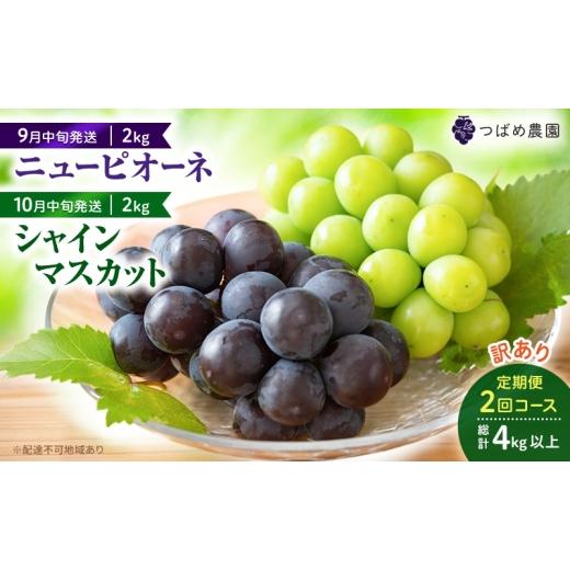 ふるさと納税 果物類 ぶどう 岡山県 高梁市   2026年 ぶどう 訳あり よくばり定期便 9月と10月の2回コース 総計 4kg 1回目ニューピオーネ 2kg 9月…