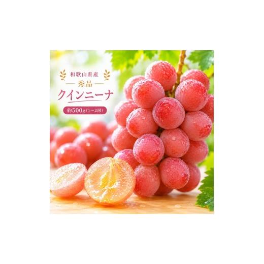 ふるさと納税 ぶどう 和歌山県 紀美野町 クインニーナ 約500g (1房〜2房) 秀品 / ぶどう ギフト 贈答 旬 フルーツ 果物 和歌山 紀美野町産 2026年9月下旬〜10…