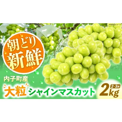 ふるさと納税 ぶどう マスカット 愛媛県 内子町 先行予約 内子町産 朝どり シャインマスカット 2kg 2026年8月下旬から順次発送 / シャインマスカット マスカ…