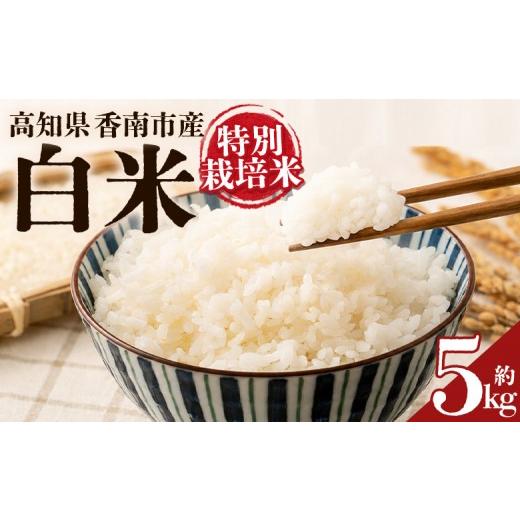 ふるさと納税 米 コシヒカリ 高知県 香南市 令和8年度産 白米(特別栽培米)5kg 8月下旬以降順次配送 お米 こめ コメ はくまい 精米 おにぎり お弁当 毎日の…