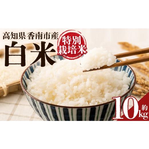 ふるさと納税 玄米 高知県 香南市 令和8年度産 白米(特別栽培米)10kg 8月下旬以降順次配送 お米 こめ コメ はくまい 精米 おにぎり お弁当 毎日のご飯 特別…