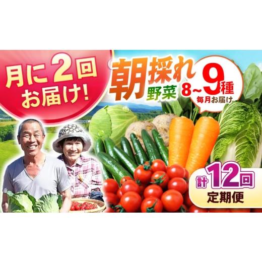 ふるさと納税 セット・詰合せ 長崎県 諫早市 月2回お届け 12回定期便 諫早産 野菜の詰め合わせ 8〜9品目程度 / 季節 旬 野菜 やさい 春野菜 夏野菜 秋野菜 野…