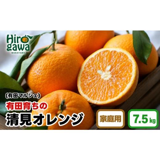 ふるさと納税 みかん・柑橘類 オレンジ 和歌山県 広川町 産地直送 有田 育ちの ご家庭用 完熟 清見 オレンジ 7.5kg+200g(補償分) / みかん 甘い オレンジ フ…