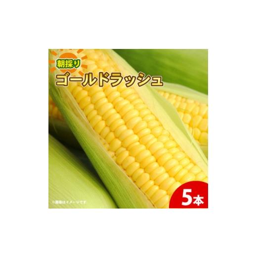 ふるさと納税 とうもろこし 京都府 久御山町 京都府久御山町 とうもろこし 5本 朝採り ゴールドラッシュ 1737372