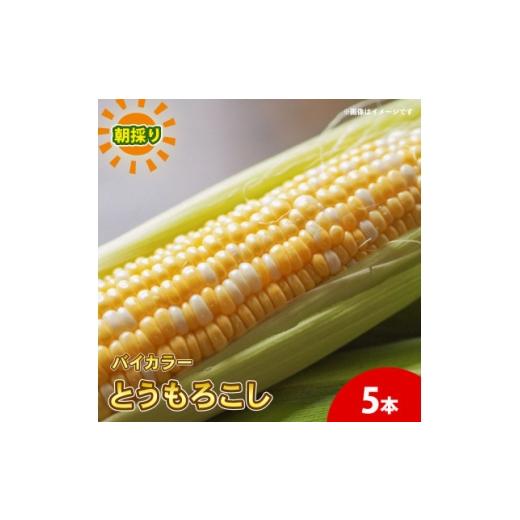 ふるさと納税 とうもろこし 京都府 久御山町 京都府久御山町 とうもろこし バイカラー 5本 朝採れコーン 1737376