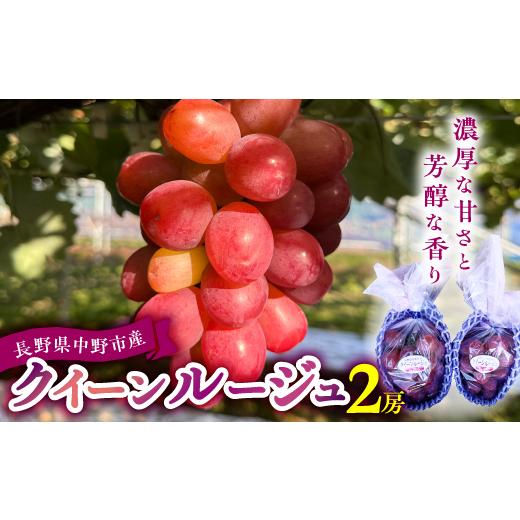 ふるさと納税 ぶどう 長野県 中野市 2026年発送 クイーンルージュ 2房 1704051