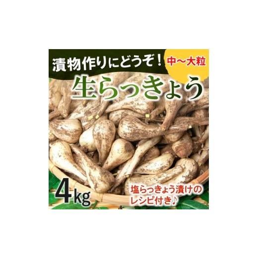 ふるさと納税 野菜類 鹿児島県 南九州市 漬物作りに 生らっきょう(中〜大粒)4kg 1739737