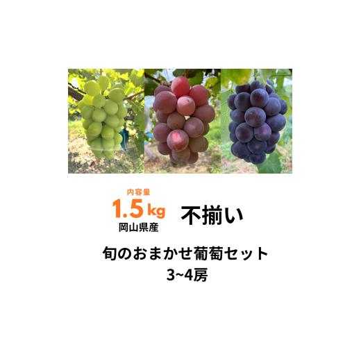 ふるさと納税 ぶどう 岡山県 井原市 ぶどう食べ比べセット 3〜4房 1.5kg 訳あり 不揃い 家庭用 旬 岡山県産