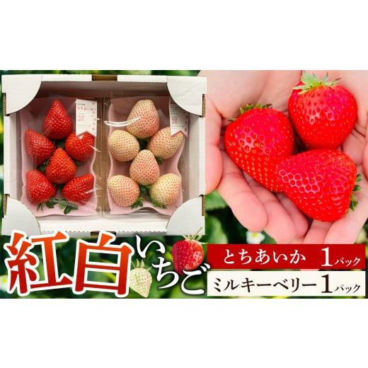 ふるさと納税 いちご 栃木県 大田原市 先行予約受付 2027年1月発送 白箱 とちあいか ミルキーベリー 紅白セット |果物 いちご 朝取り 新鮮 ハート フルーツ …