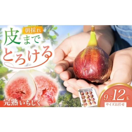 ふるさと納税 いちじく 岐阜県 岐阜市 先行予約 完熟いちじく 9-12玉(サイズおまかせ) / いちじく フルーツ 完熟 朝採れ イチジク 岐阜市 / tete. 配送不…