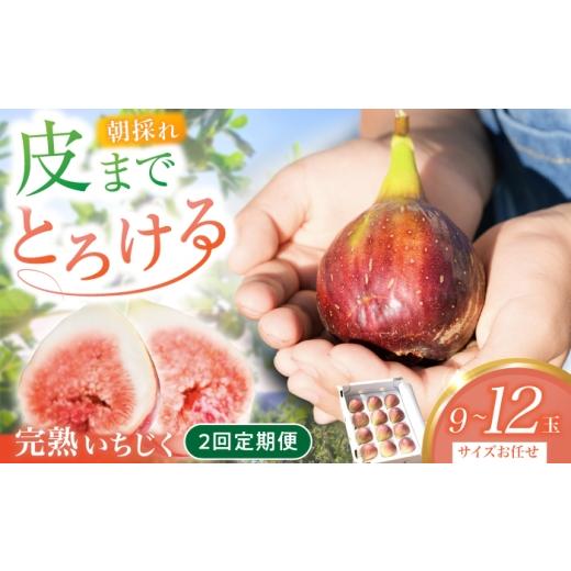 ふるさと納税 いちじく 岐阜県 岐阜市 先行予約 2回定期便 完熟いちじく9-12玉(サイズおまかせ) / いちじく イチジク フルーツ 果物 完熟 朝採れ 岐阜市 …