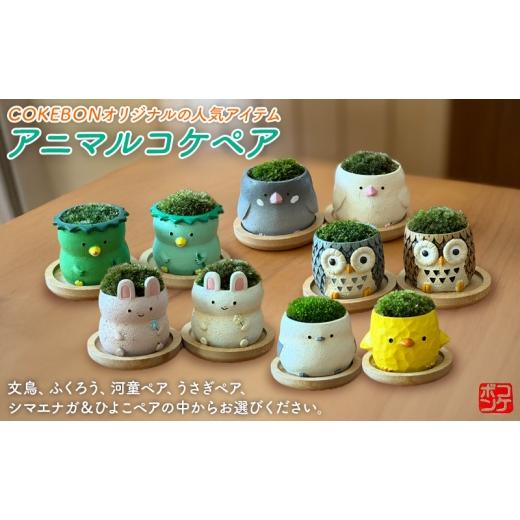 ふるさと納税 雑貨・日用品 インテリア 福岡県 小郡市 アニマルコケペア アニマル 鉢 置物 インテリア 雑貨 うさぎペア うさぎペア