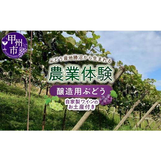 ふるさと納税 体験チケット 山梨県 甲州市 ぶどう産地・勝沼から生まれる農業体験(醸造用ぶどう)(BDB)D4-1610 醸造用ぶどう