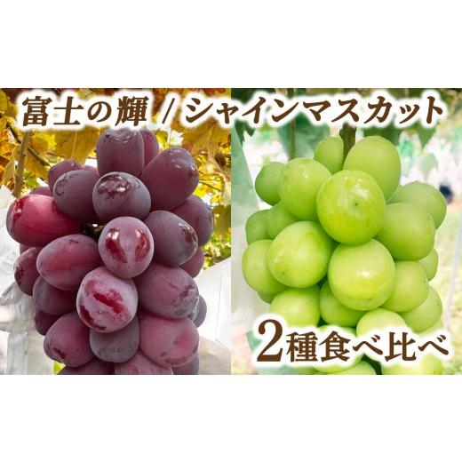 ふるさと納税 ぶどう マスカット 福岡県 大木町 富士の輝・シャインマスカット食べ比べセット 大木町 フルーツ 果物 宝果FARM DC001 富士の輝、シャインマスカ…