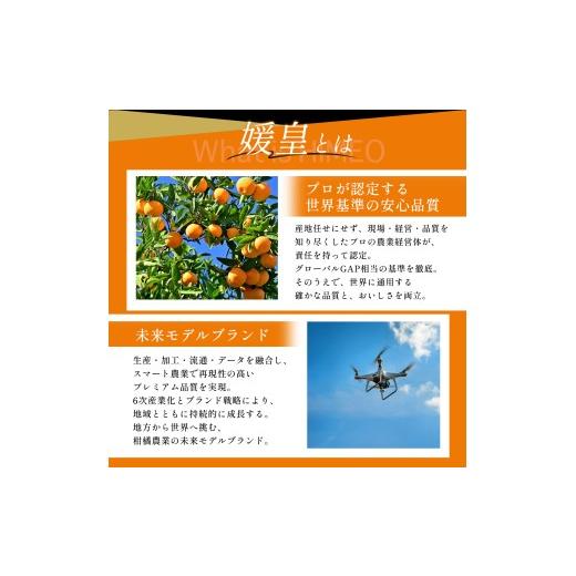 ふるさと納税 みかん・柑橘類 愛媛県 八幡浜市  先行受付 最高級みかん 媛皇 媛小春 7kg 愛媛県 八幡浜市 希少な幻の柑橘 黄色 H25-322 1714067 YWTAP263_3