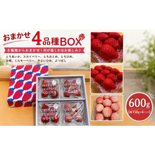 ふるさと納税 いちご 栃木県 矢板市 いちご 人気 食べ比べ 4品種 おまかせセット 約600g 先行予約 栃木県 矢板市 澳原いちご農園
