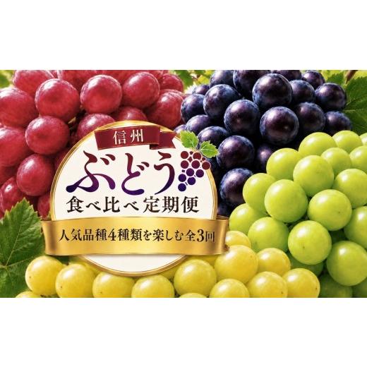 ふるさと納税 ぶどう 長野県 松本市 信州ぶどう食べ比べ定期便 人気品種と松本原産ぶどうを楽しむ全3回(クイーンルージュ・ナガノパープル・シャインマスカ…