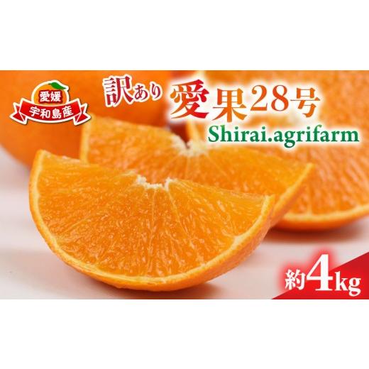 ふるさと納税 果物類 みかん 愛媛県 宇和島市 訳あり 愛果28号 4kg Shirai.agrifarm 先行予約 みかん 愛媛ミカン 愛媛蜜柑 mikan 柑橘 果物 くだもの フルーツ…
