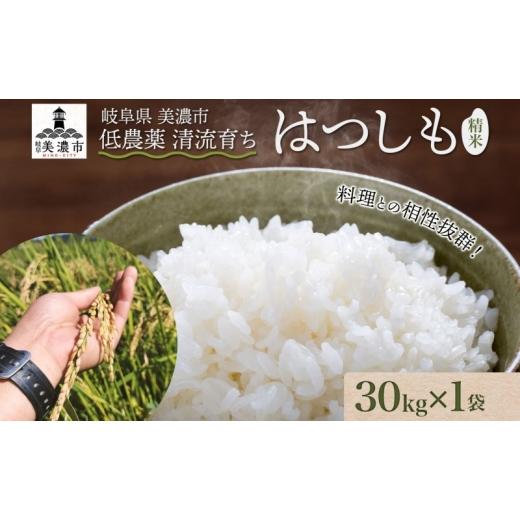ふるさと納税 米 岐阜県 美濃市   先行予約 令和8年産 はつしも 精米 30kg×1袋 低農薬 新米 お米 白米 米 ごはん 米 ご飯 ハツシモ R8年産 あっ…