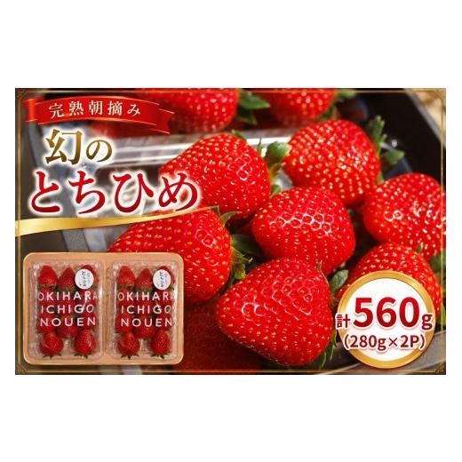 ふるさと納税 いちご 栃木県 矢板市 希少品種 幻の「とちひめ」 560g (280g×2P)| 栃木県 矢板市 澳原いちご農園