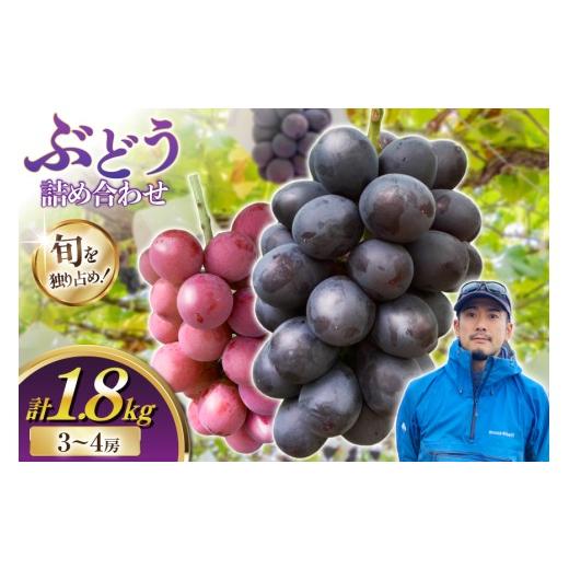 ふるさと納税 果物類 ぶどう 山形県 高畠町 期間限定発送 ぶどう 詰め合わせ 3〜4房 約1.8kg 井上農園 山形県 高畠町 tk06box920001 ぶどう ブドウ 葡萄 大粒…
