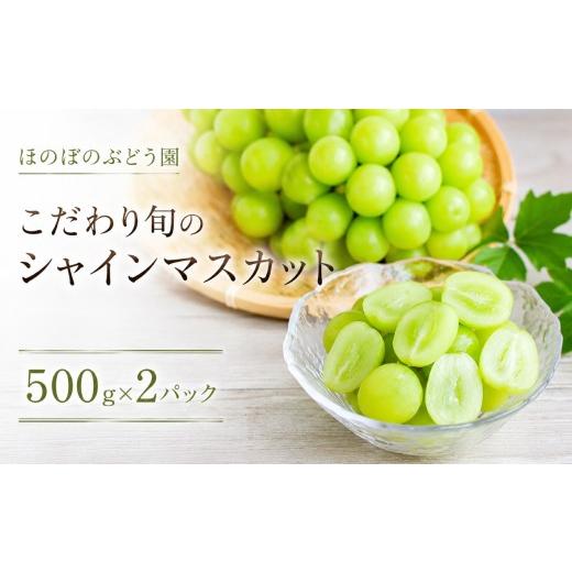 ふるさと納税 ぶどう マスカット 愛知県 美浜町 美浜町産 こだわりシャインマスカット 500g×2 | ぶどう 果物 くだもの フルーツ ふるーつ 濃厚 季節限定 先行…