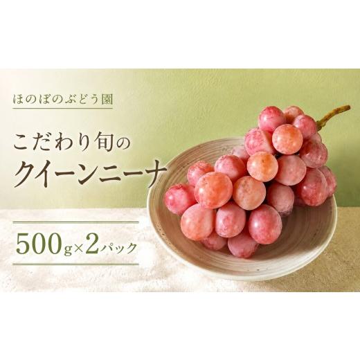 ふるさと納税 ぶどう 愛知県 美浜町 美浜町産 こだわりクイーンニーナ 500g×2 | ぶどう 果物 くだもの フルーツ ふるーつ 濃厚 季節限定 先行予約 旬 人気 お…