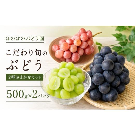 ふるさと納税 ぶどう 愛知県 美浜町 美浜町産 こだわり旬のぶどう 2種おまかせセット 500g×2 | シャインマスカット ピオーネ グロスクローネ タカスミ クイー…