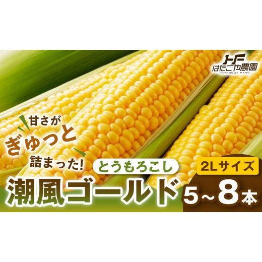 ふるさと納税 とうもろこし 和歌山県 白浜町 [夏の味覚]潮風ゴールド 2Lサイズ 5〜8本 1セット とうもろこし トウモロコシ ゴールドラッシュ 黄色 潮風ゴー…