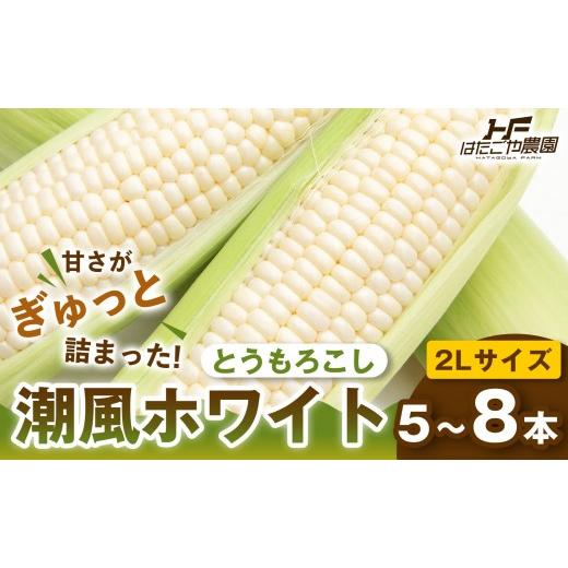 ふるさと納税 とうもろこし 和歌山県 白浜町 [夏の味覚]潮風ホワイト 2Lサイズ 5〜8本 1セット とうもろこし トウモロコシ 白 コーン とうもろこし BBQ 焼き…