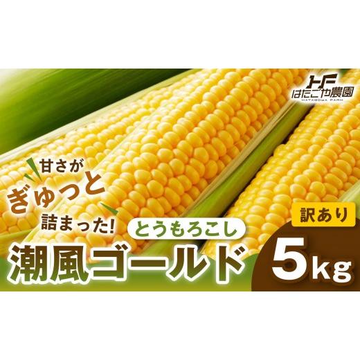 ふるさと納税 とうもろこし 和歌山県 白浜町 [おいしさそのまま]訳アリ 潮風ゴールド 5kg 1セット とうもろこし トウモロコシ ゴールドラッシュ 黄色 潮風ゴ…
