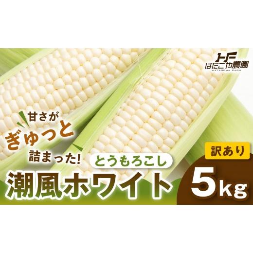 ふるさと納税 とうもろこし 和歌山県 白浜町 [おいしさそのまま]訳アリ 潮風ホワイト 5kg 1セット とうもろこし トウモロコシ 白 コーン とうもろこし BBQ …