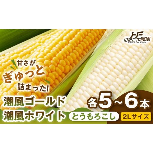 ふるさと納税 とうもろこし 和歌山県 白浜町 [旬の2種類を贅沢に]食べ比べセット 1セット とうもろこし トウモロコシ ゴールドラッシュ 黄色 潮風ゴールド …
