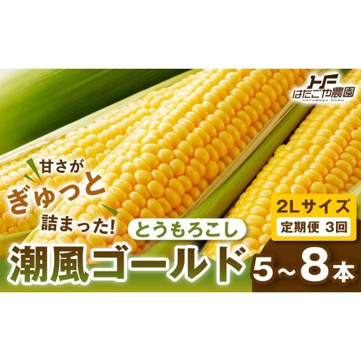 ふるさと納税 とうもろこし 和歌山県 白浜町 [定期便・全3回][夏の味覚]潮風ゴールド 2Lサイズ 5〜8本 1セット とうもろこし トウモロコシ ゴールドラッシ…