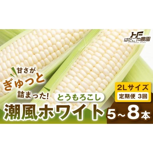 ふるさと納税 とうもろこし 和歌山県 白浜町 [定期便・全3回][夏の味覚]潮風ホワイト 2Lサイズ 5〜8本 1セット とうもろこし トウモロコシ 白 コーン とう…