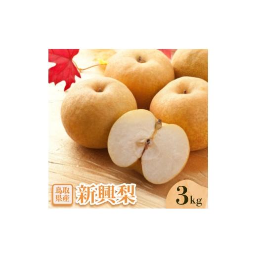 ふるさと納税 梨 鳥取県 智頭町 新興梨 3kg 1597669