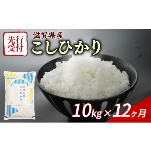 ふるさと納税 米 コシヒカリ 滋賀県 彦根市 令和8年産 先行予約 新米 こしひかり 10kg 12回定期便 令和8年産 定期便 米 精米 こめ コメ お米 ご飯 米 コシヒ…