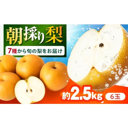 ふるさと納税 梨 長崎県 大村市 長崎県産 朝採り旬の梨 約2.5kg 6玉 大村市 産直松吉/梨 なし 幸水 豊水 秋麗 あきづき 新高 20世紀 二十世紀 かんた ACZC011…