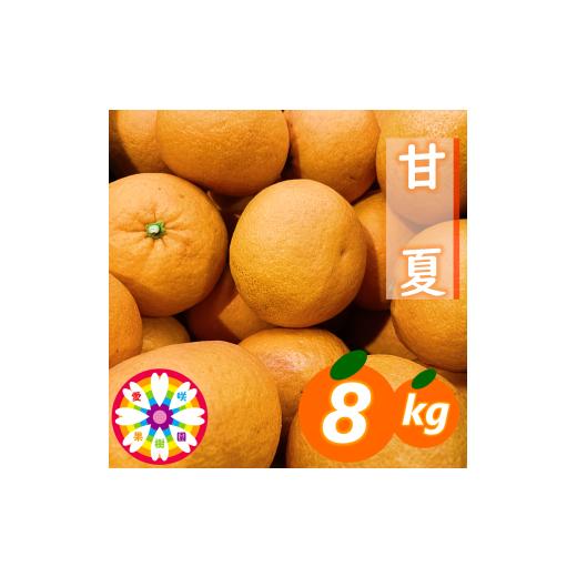 ふるさと納税 みかん・柑橘類 愛媛県 八幡浜市 先行受付 愛咲果樹園「甘夏」約8kg C71-41