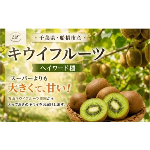 ふるさと納税 果物類 千葉県 船橋市 キウイフルーツ ヘイワード 特大サイズ 12玉 約 2kg 追熟処理済み 化粧袋付き 11月 下旬 発送分 11月下旬発送分