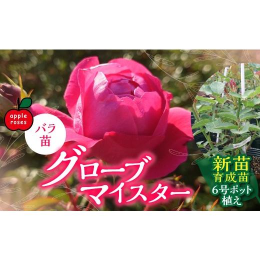 ふるさと納税 雑貨・日用品 花 埼玉県 飯能市  Apple Roses バラ苗『グローブマイスター』新苗育成苗6号ポット植え HNNH015_1