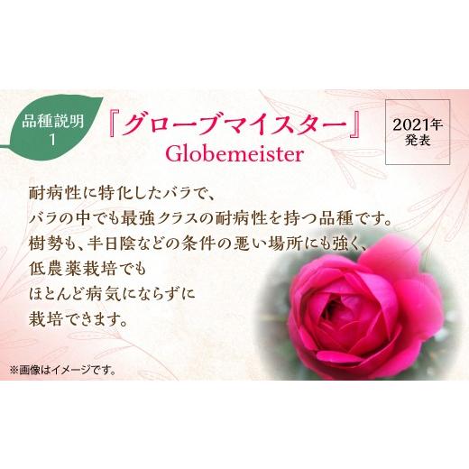 ふるさと納税 雑貨・日用品 花 埼玉県 飯能市  Apple Roses バラ苗『グローブマイスター』新苗育成苗6号ポット植え HNNH015_2
