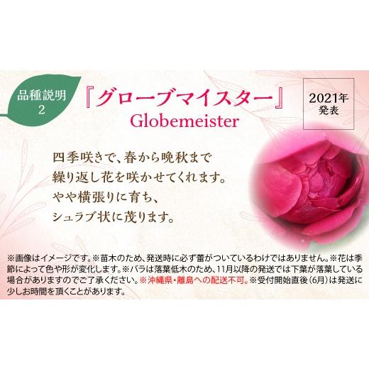 ふるさと納税 雑貨・日用品 花 埼玉県 飯能市  Apple Roses バラ苗『グローブマイスター』新苗育成苗6号ポット植え HNNH015_3