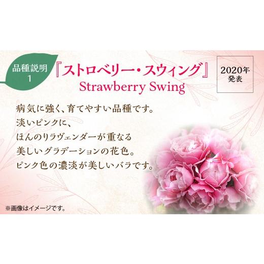 ふるさと納税 雑貨・日用品 花 埼玉県 飯能市  Apple Roses バラ苗『ストロベリー・スウィング』新苗育成苗6号ポット植え HNNH021_2
