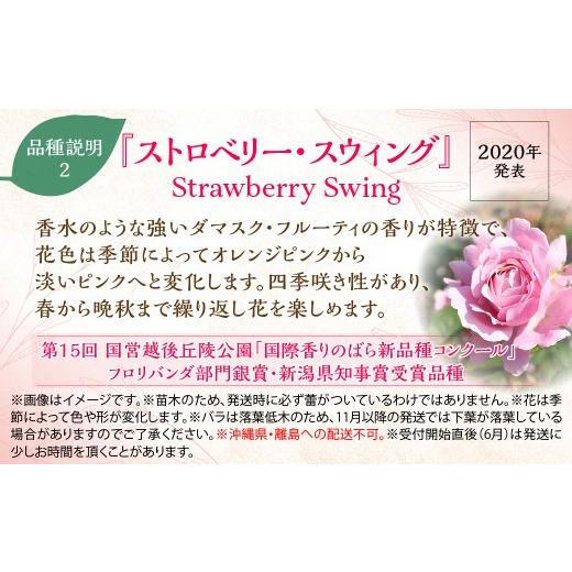 ふるさと納税 雑貨・日用品 花 埼玉県 飯能市  Apple Roses バラ苗『ストロベリー・スウィング』新苗育成苗6号ポット植え HNNH021_3