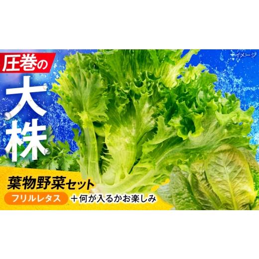 ふるさと納税 野菜類 福井県 小浜市 ツバキベジムーブの野菜セット フリルレタスと何が入るかお楽しみ /サラダ レタス 葉野菜 サンドイッチ 小浜市 / ツバキ…