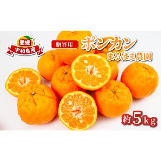 ふるさと納税 果物類 みかん 愛媛県 宇和島市 贈答用 ポンカン 5kg まるはま農園 みかん 先行予約 柑橘 果物 くだもの フルーツ ぽんかん 濃厚 甘い 甘味 蜜柑…