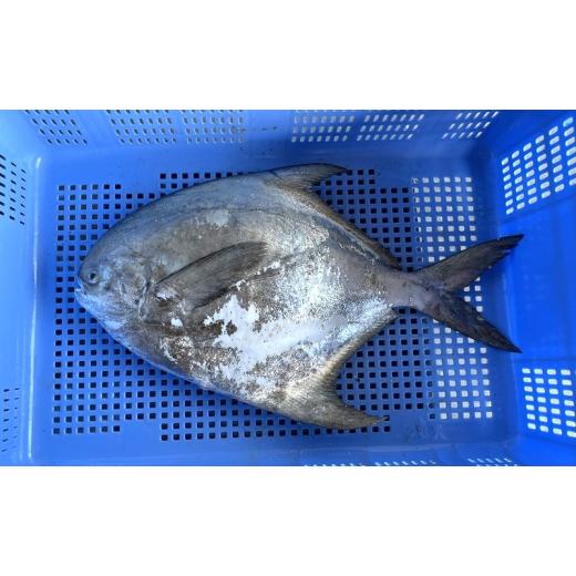 ふるさと納税 旬の鮮魚等 香川県 綾川町   生鮮 香川県産 まながつお 1尾 1.8kg以上 マナガツオ 真魚鰹 真名鰹 魚 魚介 魚介類 冷蔵 香川 香川県