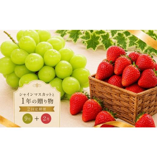 ふるさと納税 ぶどう マスカット 香川県 丸亀市 定期便 2回 シャインマスカット 苺 いちご さぬきひめ さぬき姫 ぶどう 果物 フルーツ 旬 旬のフルーツ 贈答用…