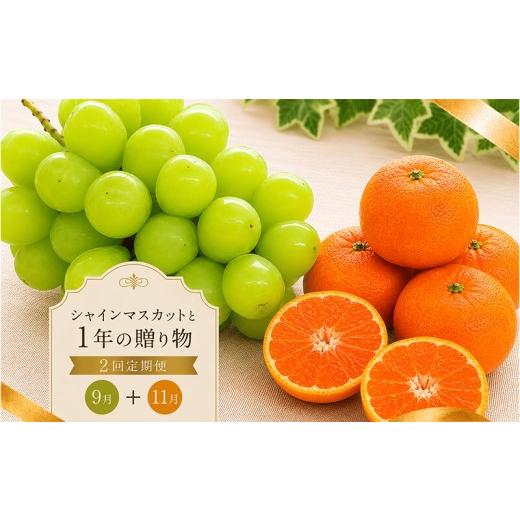 ふるさと納税 ぶどう マスカット 香川県 丸亀市 定期便 2回 シャインマスカット みかん 小原紅早生 紅みかん 柑橘 ぶどう 果物 フルーツ 旬 旬のフルーツ 贈答…
